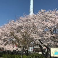 大蔵池　桜